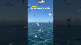 Download Lagu BURUNG CAMAR CANTIK - Beautiful Seagull #shorts #beautiful #seagull MP3 Download Lagu BURUNG CAMAR CANTIK - Beautiful Seagull #shorts #beautiful #seagull MP3