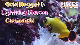 Cool Clownfish Species! (Lightning Maroon & Gold Nugget)