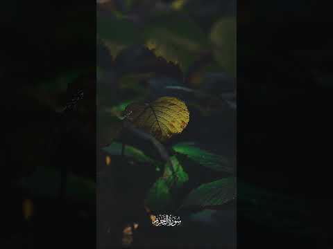 ياأيها الذين آمنوا قوا أنفسكم وأهليكم نارا وقودها الناس والحجارة التحريم 6 القارئ ياسر الدوسري