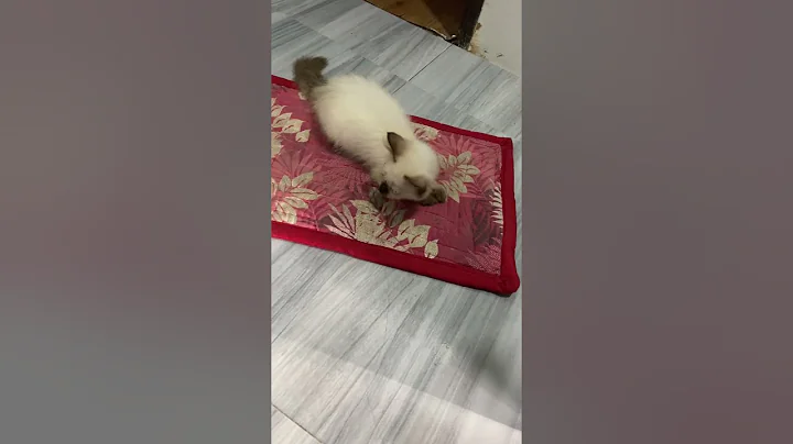 Watch the video about Beautiful Himalayan kitty #cats #trending #shorts #viral