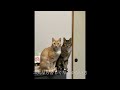 見上げてごらん夜の星を/坂本九  エレクトーン演奏
