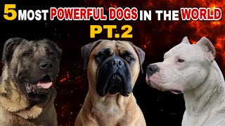 Top 5 Most Powerful Dogs in the World! ( PT.2 )