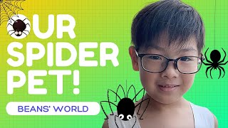 Beans World Our Pet Spider - A Cellar Spider!