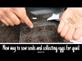 New way to sow vegetable seeds and collecting quail eggs