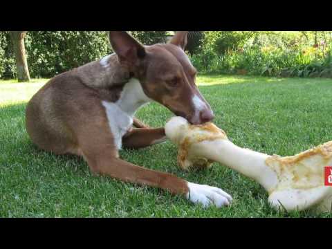 वीडियो: क्या कुत्तों को फूड पॉइज़निंग हो सकती है?