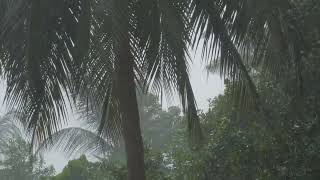 4K Tropical Rain Sound to sleep