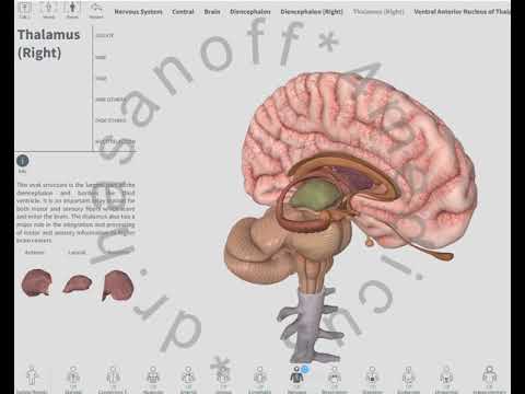 Baş beyin və hissələri/Brain and parts