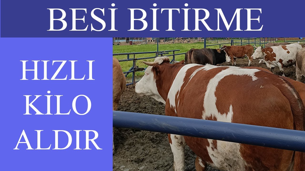 Kendi Yemini Kendin Yapmak, Besi Bitirme, Besi Sonu Rasyonu, Simental Tartım Sonuçları