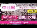 【桜】中目黒/目黒川の桜並木を散歩② 2022年3月27日朝の時点の開花状況と混雑具合/Nakameguro/Meguro River/cherryblossoms/japan/2022/029
