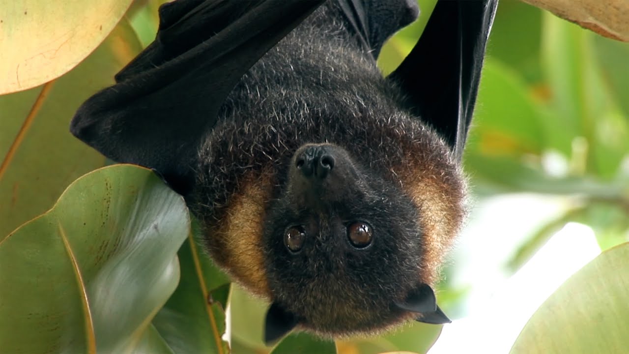 National Bat Appreciation Day. Pteropus yapensis, Fruit Bat. Yap