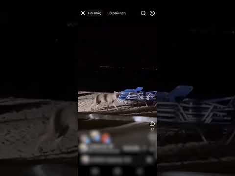 Λύκος ανάμεσα σε ξαπλώστρες στη Χαλκιδική
