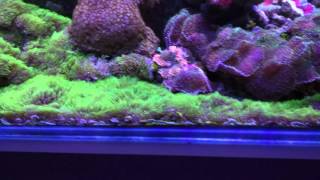 Reef green star polyps GSP bottom