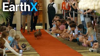 Nick Knowles Becomes An Honorary Duck Master Big Adventures Into The Mississippi Earthx