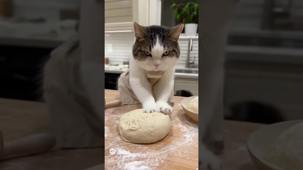POV: Your Cat Starts Kneading Dough Like a Pro