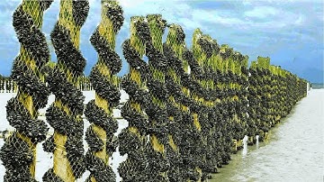 Billions of Mussels Raised By This Modern Technique - Mussel Farming Process and Harvesting 2023.