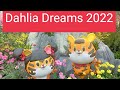 Dahlia Dreams 2022 | Happy Lunar  New Year 2022