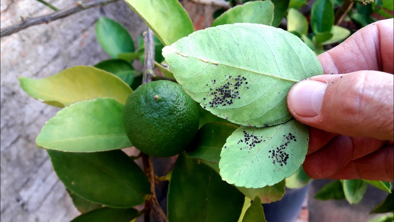 CUIDADO COM A FUMAGINA NO PÉ DE LIMÃO E DEMAIS CÍTRICAS INFORMATIVO!! YouTube CUIDADO COM A FUMAGINA NO PÉ DE LIMÃO E DEMAIS CÍTRICAS INFORMATIVO!! YouTube