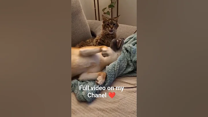 Video 11802811: maine coon cuddles, cat cute dog