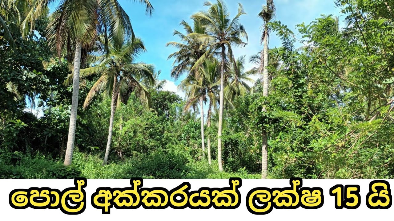 පොල් අක්කර 10 යි ලක්ෂ 15 යි Coconut land sale in srilanka idam
