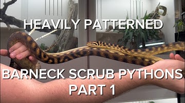 HEAVILY BANDED BARNECK SCRUB PYTHONS | PART 1
