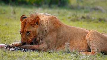 ¿Beben agua los leones?