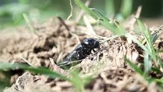 Grasshopper sounds