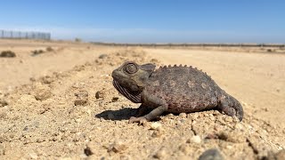 The Namib Desert chameleon!! Amazing