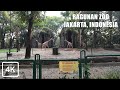 [4K] - Walking around Ragunan Zoo (Planten En Dierentuin), pasar minggu, south jakarta, Indonesia