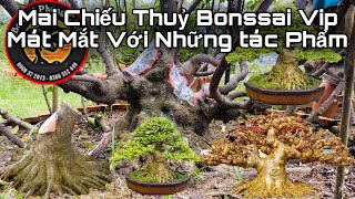 bonsai viet nam