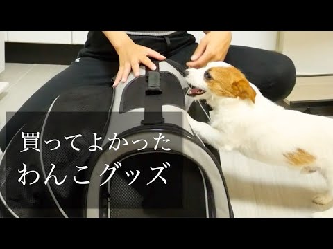 個人的に買ってよかったと思う犬用品/ジャックラッセルテリア/puppy