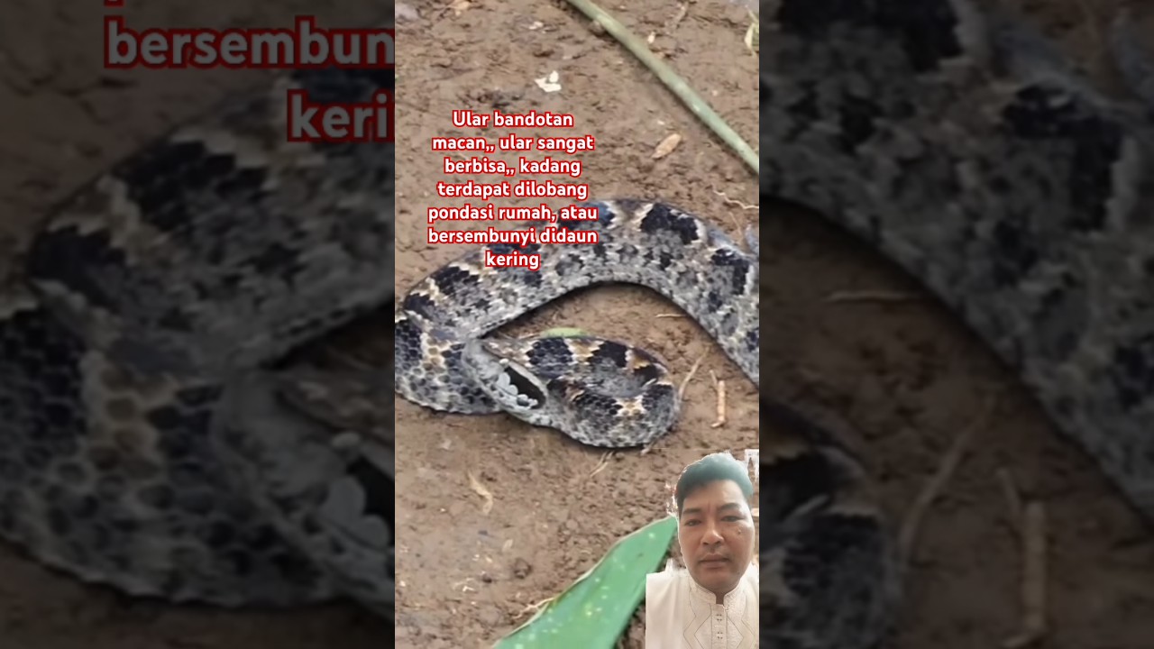 ular bandotan macan, sangat berbisa 