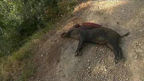 Quel gibier dans le Var ?