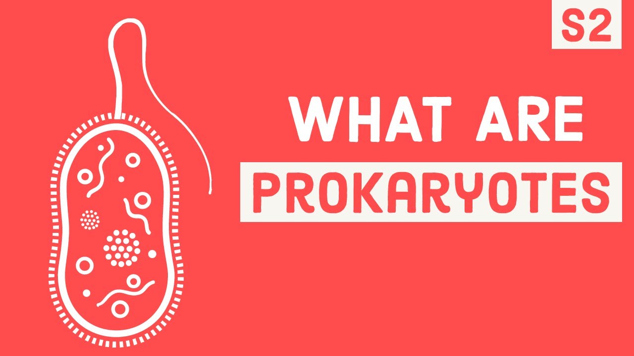 PROKARYOTIC CELL STRUCTURE CELL BIO 5 SCIENCE IN 3 MINUTES 2021 