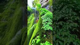 Relaxing Music - Meditation Music and Nature🌿🍃