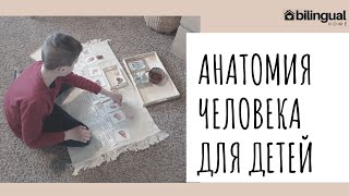 🫁 AHATOMИЯ ЧЕЛОВЕКА для детей || Занятия и Ресурсы 🖨