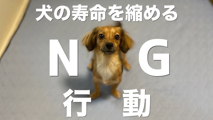 犬が好意を持っている人に見せる行動 犬 しぐさ 意味 犬との生活 Youtube 犬が好意を持っている人に見せる行動 犬 しぐさ 意味 犬との生活 Youtube