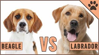 Beagle vs Labrador - Dog vs Dog Comparison