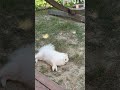 #turkey #comedy #pomeranian #cute #komik #nature #istanbul #köpek #forest #funny #love #puppy #baby