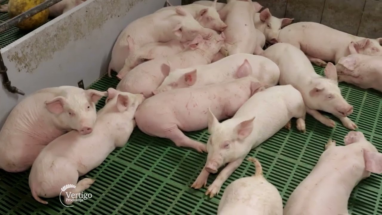 Farma KRMACA i uzgoj PRASICA sa savremenom GENETIKOM u selu PELAGICEVO, BiH - U nasem ataru 975