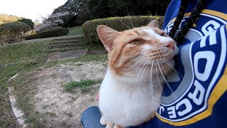 公園に茶トラ野良猫が1人でいたので近づいてナデナデしたら膝の上に乗ってきた