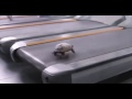 Turtle Running in the 90s on a Treadmill