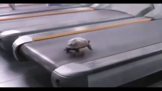 Turtle Running in the 90s on a Treadmill