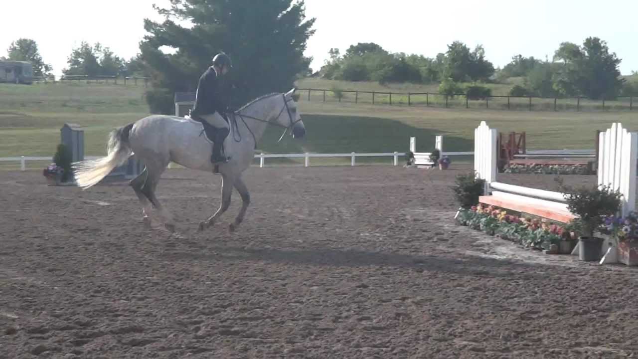 Castello Equitation/Junior Hunter/Amateur Owner/Hunter horse for sale