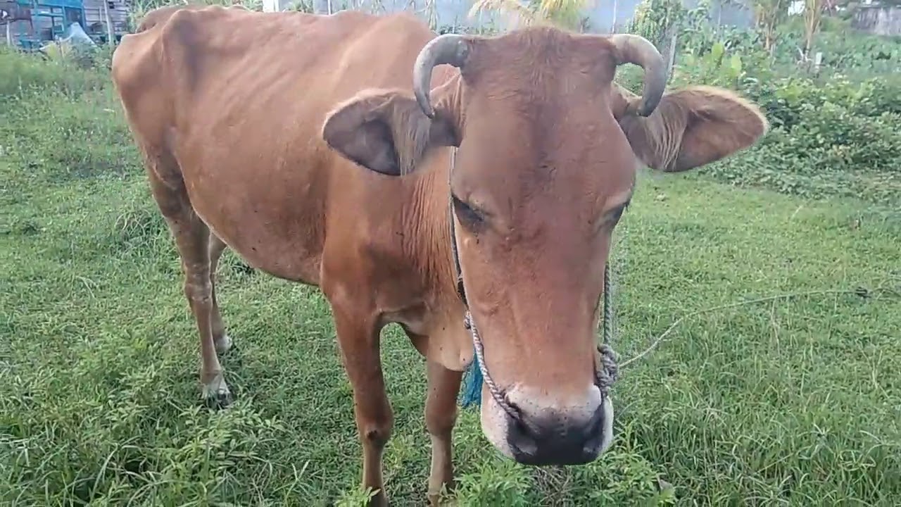 CIRI CIRI SAPI PERANAKAN SIMENTAL KALIMANTAN LAGI VIRAL - YouTube