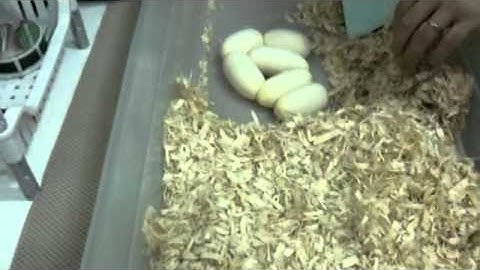 Moving Ball Python Eggs