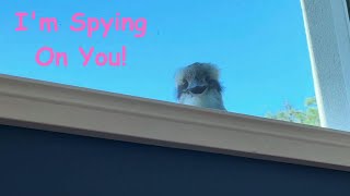 😍 Baby Kookaburra Spies on Me Through Window 😮