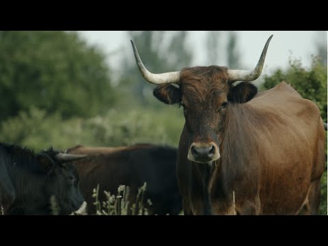 Video: Každodenní život dělníků Ruské říše: nemocnice, penziony, dětské fotbalové týmy