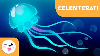 I Celenterati Per Bambini - Animali Invertebrati - Scienze Naturali Per Bambini
