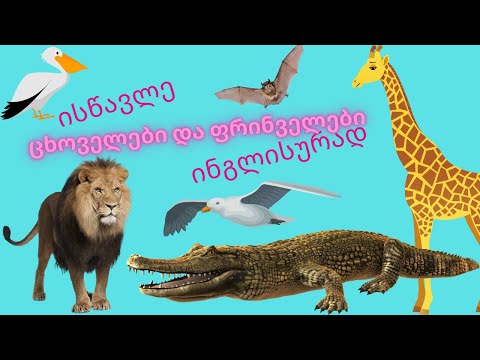 ისწავლე ცხოველები და ფრინველები ინგლისურად და ქართლად