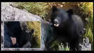 Bear Attacks Climber! Why didn't he have a gun?!?